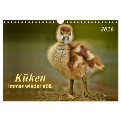 Küken - immer wieder süß (Wandkalender 2026 DIN A4 quer), CALVENDO Monatskalender