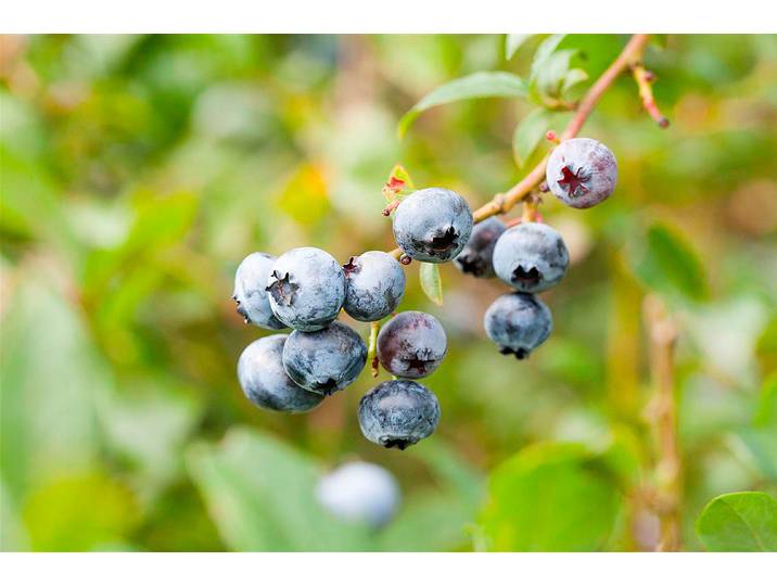 Heidelbeere Elizabeth ' (Vaccinium corymbosum 'Elisabeth '), Topfgrösse Ø22cm'