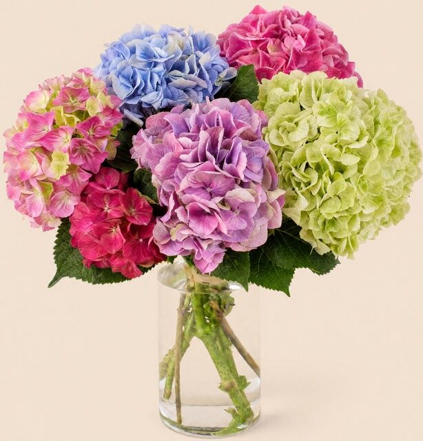 Brassée d'Hortensias - Interflora - Livraison bouquet de saison