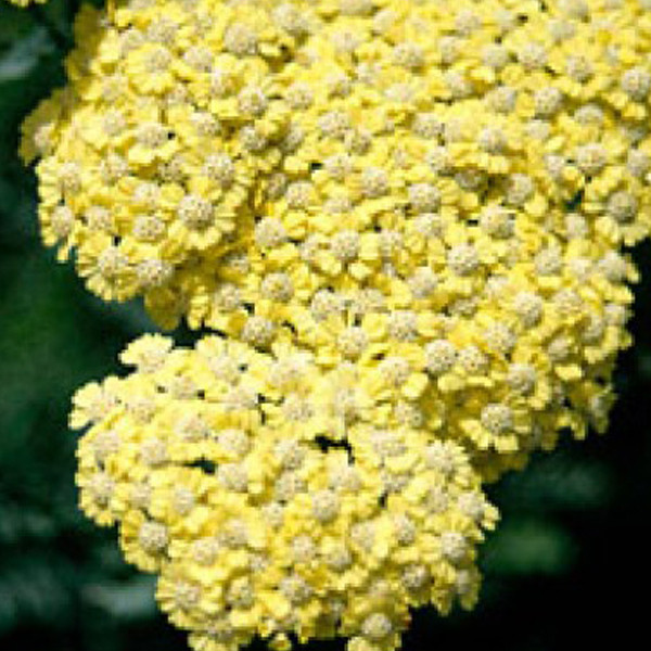 6 x Schafgarbe Achillea Taygetea in pot van 9x9 cm van Arborix
