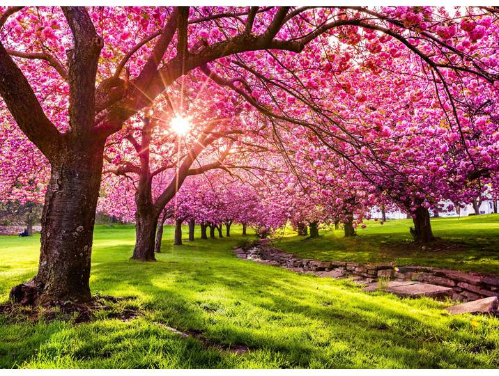 Fototapete PAPERMOON Cherry Tree Blossom , bunt, B:4m L:2,6m, Vlies, Tapeten, Fototapete