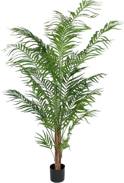 No-Name Areca Palme, H 180 Cm