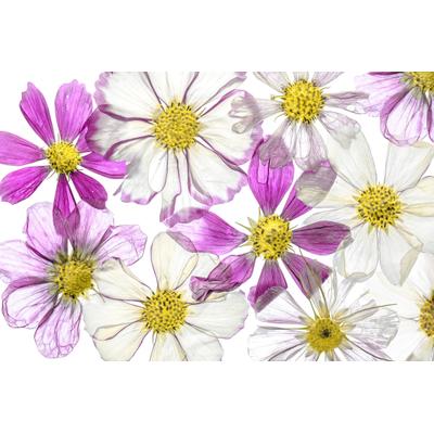 Fototapete PAPERMOON "Photo-Art MANDY DISHER, SOMMER HALTEN", bunt, B:5m L:2,8m, Vlies, Tapeten
