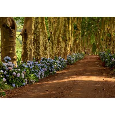 Fototapete PAPERMOON "Azoren-Baumpfad", bunt, B:4,5m L:2,8m, Vlies, Tapeten
