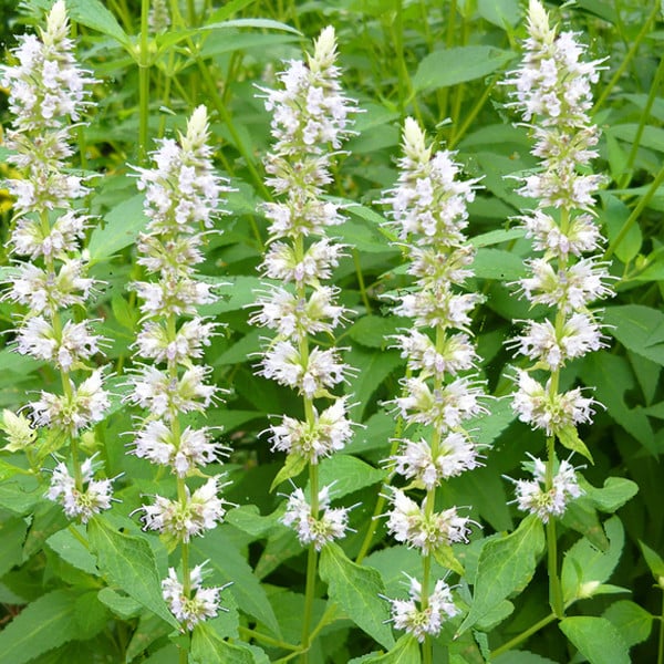 6 x Agastache rugosa Alabaster Duftnetel in pot van 9x9 cm door Arborix