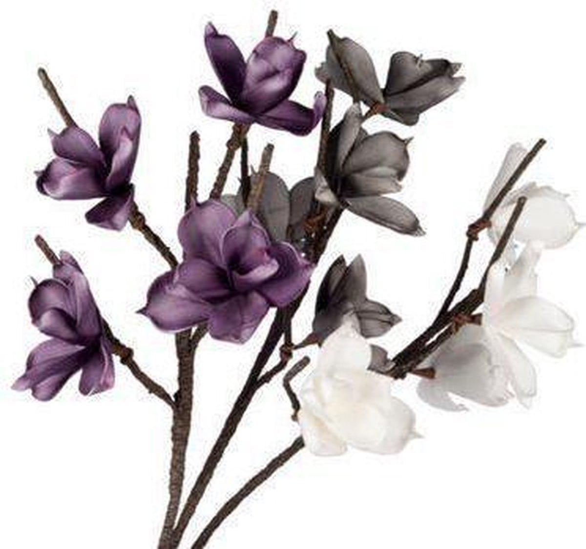 Magnolia Bloemen