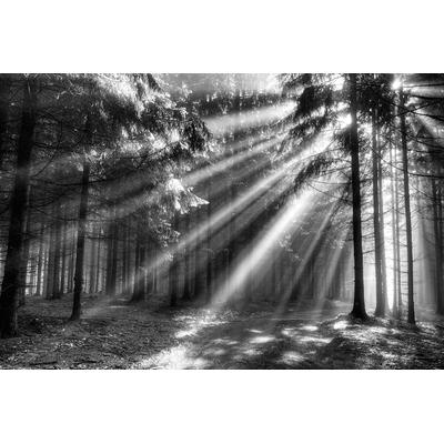 Fototapete PAPERMOON "Wood Glade", bunt (grau), B:4m L:2,6m, Vlies, Tapeten