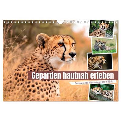 Geparden hautnah erleben (Wandkalender 2027 DIN A4 quer), CALVENDO Monatskalender