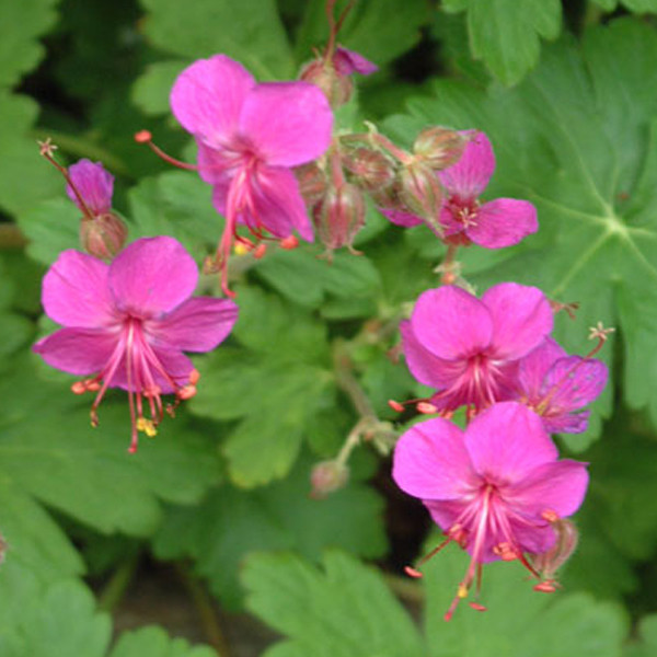 6 x Geranium macrorrhizum Czakor Storchschnabel in pot van 9x9 cm van Arborix