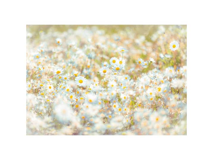 FOTOTAPETE Blume