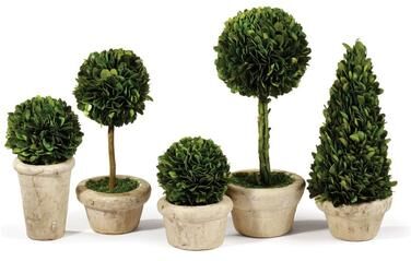 Porch & Petal Boxwood Topiaries In Pots, Set Of 5