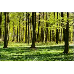 FOTOTAPETE Waldwiese 336/225 cm