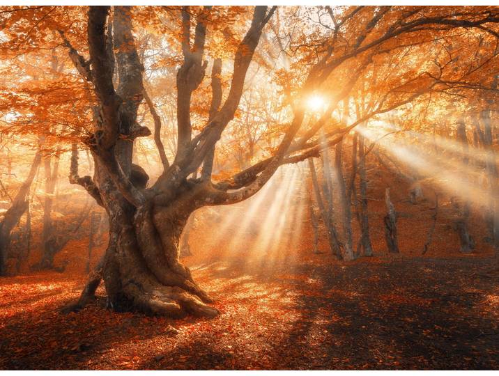 Fototapete PAPERMOON Magical Old Tree , bunt, B:3,5m L:2,6m, Vlies, Tapeten, Fototapete