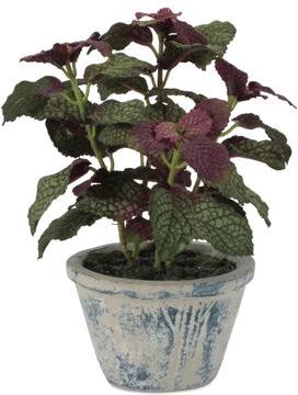 Melrose International "Potted Fittonia Plant 7""H"
