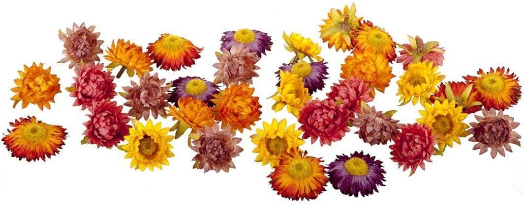 Kunstblume "Kunstblume Strohblüten", bunt (mehrfarbig), Kunstpflanzen, Kunstblume mehrfarbig Einheitsgröße