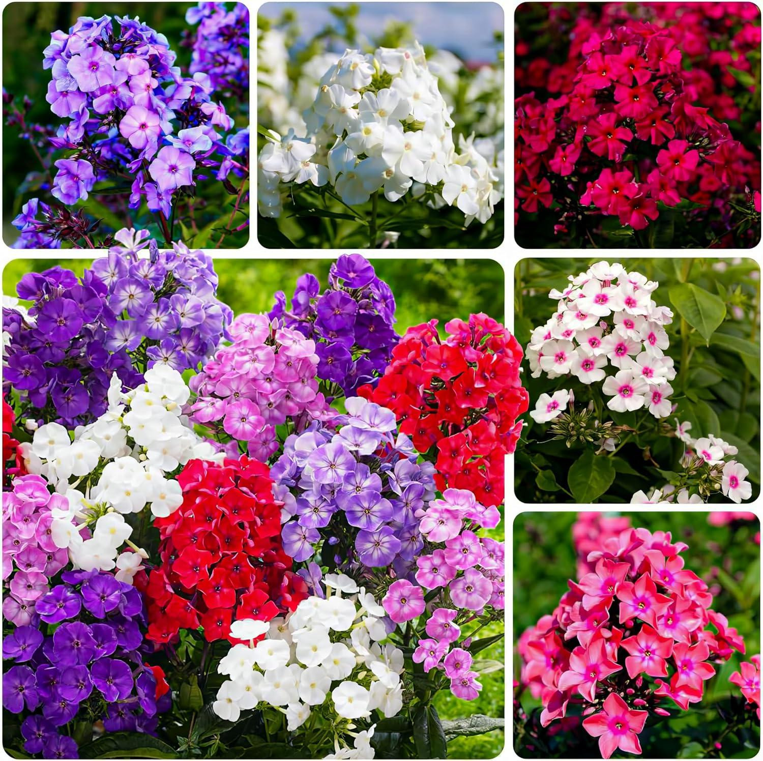 Phlox paniculata collectie winterharde vaste planten mix van 5 soorten 10 wortels