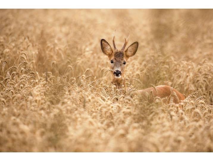 Fototapete PAPERMOON Photo-Art ALLAN WALLBERG, HIRSCH IM FELD , bunt, B:3,5m L:2,6m, Vlies, Tapeten, Fototapete