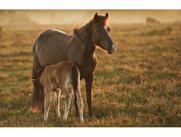 Fototapete PAPERMOON PFERDE-NATUR LANDSCHAFT BAUERNHOF TIERE PFERD WANDBILD , bunt, B:4,5m L:2,8m, Vlies, Tapeten, Fototapete