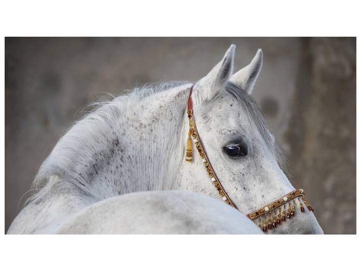 Alubild Araber Hengst image LAND