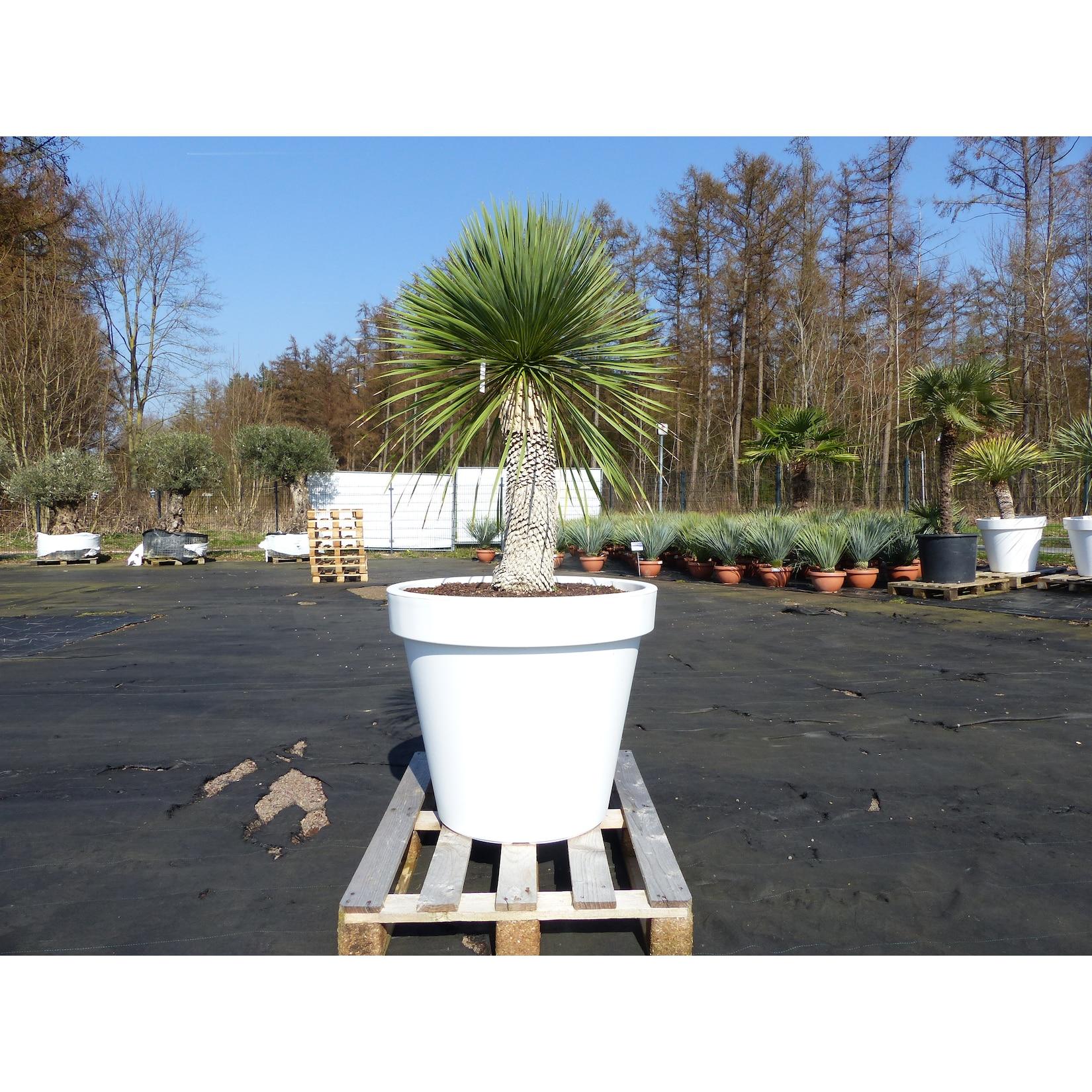Yucca Rostrata 180 cm Stamm 60 cm im Pflanzkübel Ø80 cm Weiß winterhart