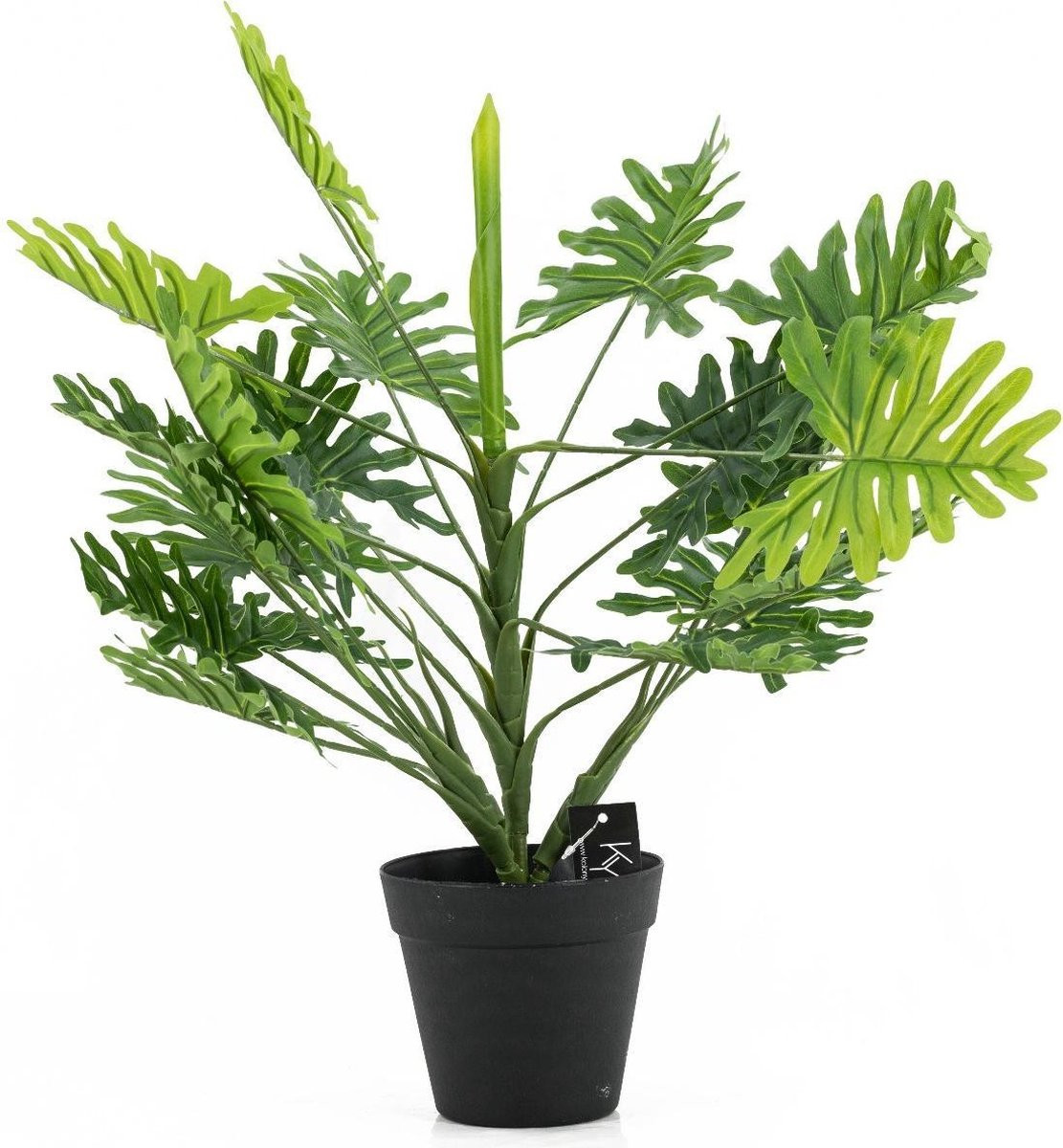 Philodendron groene kamerplant in pot