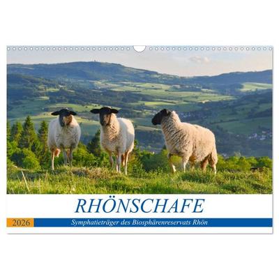 Rhönschafe - Symphatieträger des Biosphärenreservats Rhön (Wandkalender 2026 DIN A3 quer), CALVENDO Monatskalender