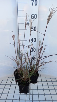 6 x Miscanthus sinensis Aperitif Chinese siergras, pot van 9 x 9 cm, GRDplanten