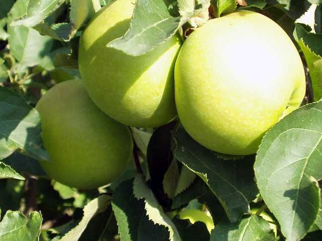 Pflanzen Apfelbaum Golden Delicious 7,5 L Container