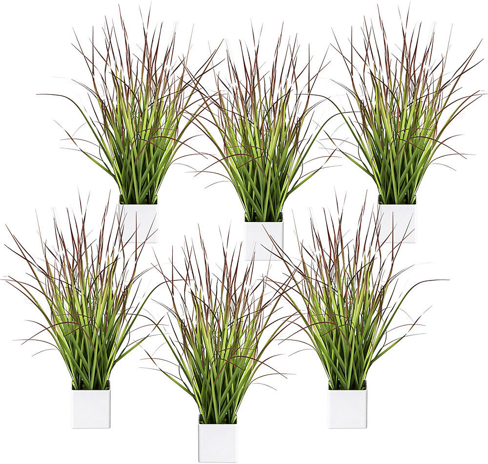 kaiserkraft Blutgras im Topf, VE 6 Stk, Höhe 460 mm, grün-rot