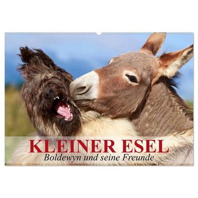 Kleiner Esel. Boldewyn und seine Freunde (Wandkalender 2027 DIN A2 quer), CALVENDO Monatskalender