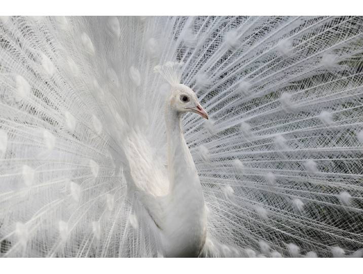 Fototapete PAPERMOON Photo-Art VICTORIA IVANOVA, WIE WEIss WIE SCHNEE , bunt, B:1,5m L:1,11m, Vlies, Tapeten, Fototapete