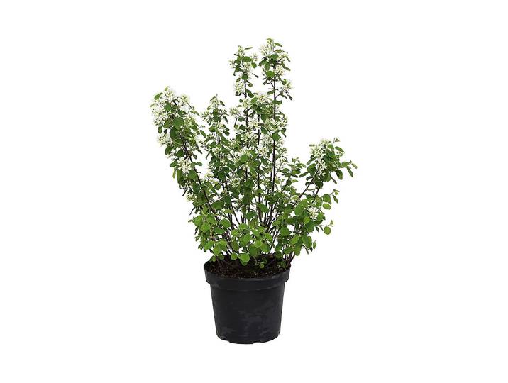 Perlbusch - Exochorda Niagara 40-50cm inklusive Topf