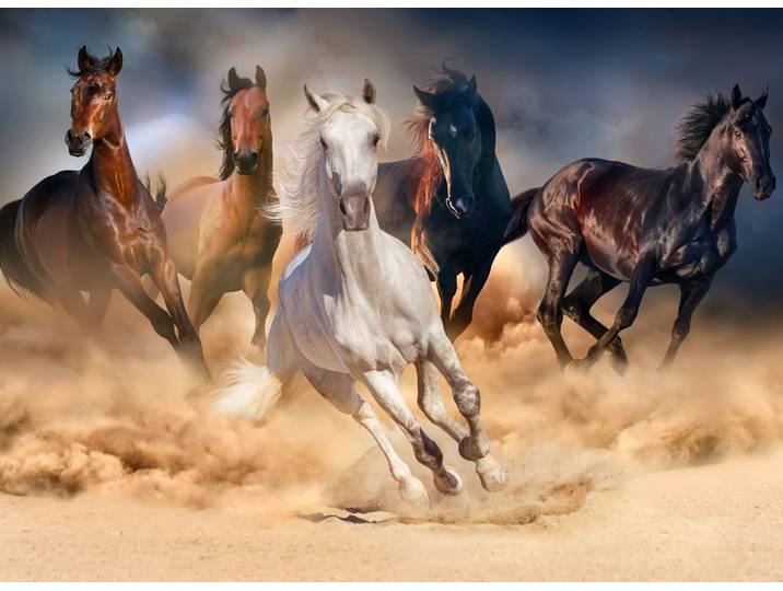 Fototapete PAPERMOON Horse Herd in Gallop , bunt, B:4m L:2,6m, Vlies, Tapeten, Fototapete