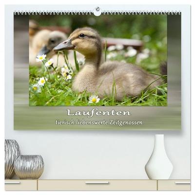 Laufenten - tierisch liebenswerte Zeitgenossen (hochwertiger Premium Wandkalender 2026 DIN A2 quer), Kunstdruck in Hochglanz