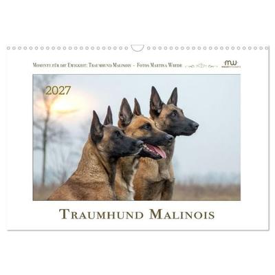 Traumhund Malinois (Wandkalender 2027 DIN A3 quer), CALVENDO Monatskalender