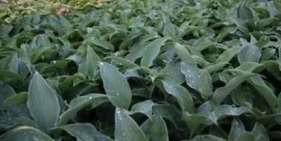 6x Hosta hybr. Flemish Sky Hartlelie - 9x9 cm pot