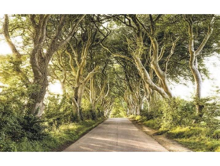 Fotobehang - Golden Hedges 400x250cm - Vliesbehang