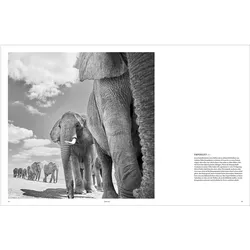 Bildband Wild und frei, Reisebücher von Steve McCurry, Tom D. Jones