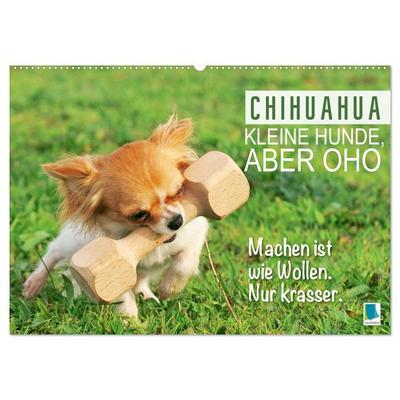 Chihuahua: Kleine Hunde, aber oho (Wandkalender 2026 DIN A2 quer), CALVENDO Monatskalender