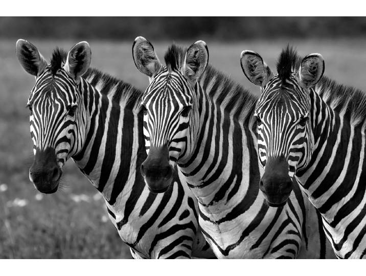 Fototapete PAPERMOON Zebras Schwarz & Weiss , bunt, B:5m L:2,8m, Vlies, Tapeten, Fototapete