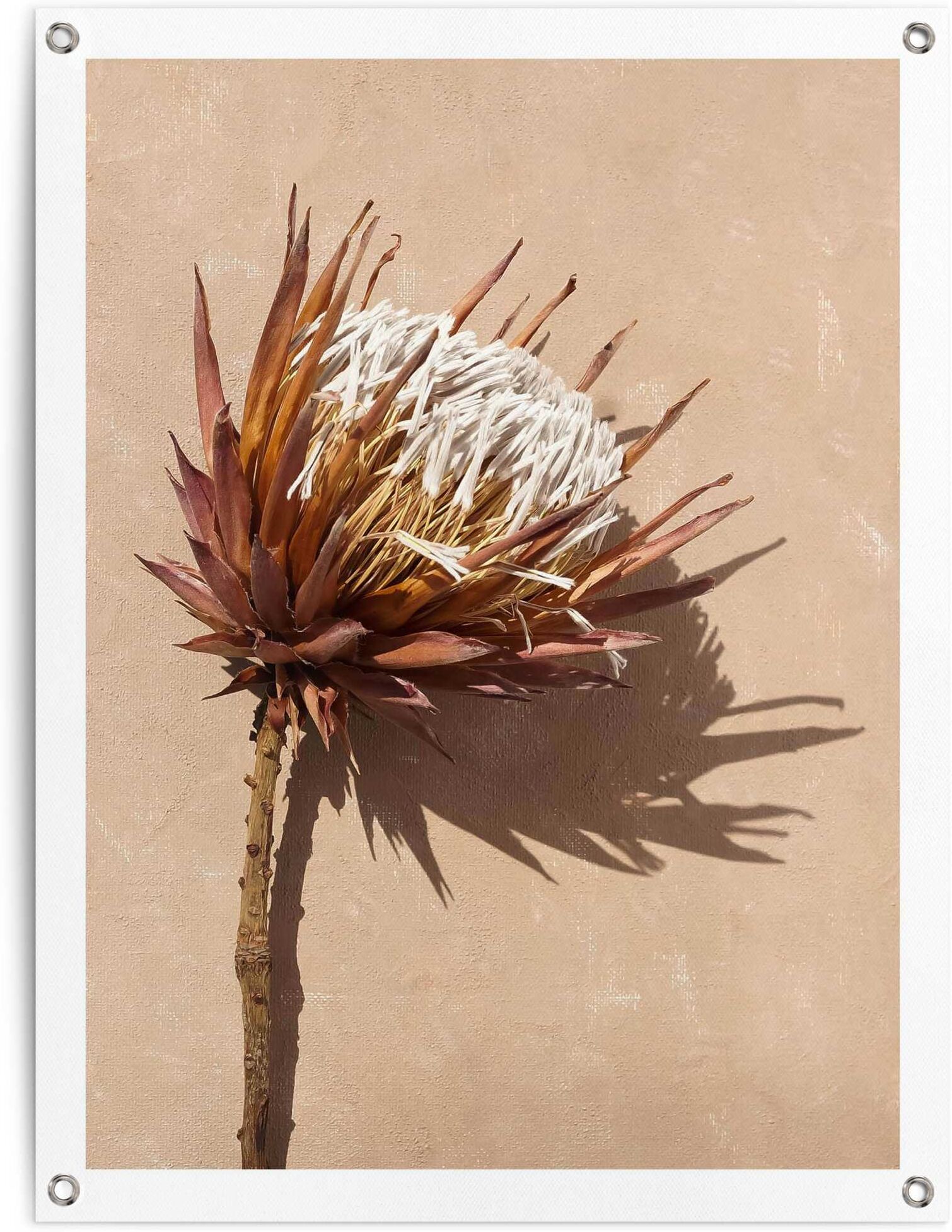 Reinders! Poster REINDERS "Schattenblume", braun (farbe bild(er): braun), B:60cm H:80cm T:0,1cm, Bilder, Poster, Garten - Trockenblumen - Exotisch - Braun - Leinwand - Blumen farbe bild(er): braun B/H/T: 60cm x 80cm x 0,1cm