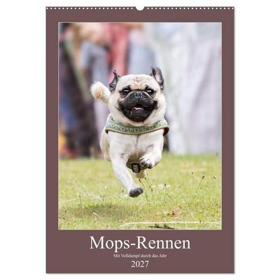 Mops-Rennen (Wandkalender 2027 DIN A2 hoch), CALVENDO Monatskalender