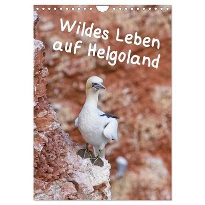 Wildes Leben auf Helgoland (Wandkalender 2027 DIN A4 hoch), CALVENDO Monatskalender