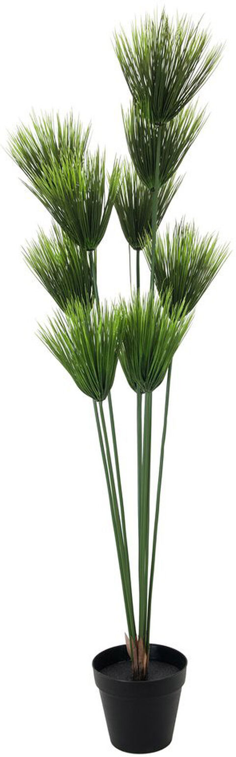 Europalms Papyrus, 150cm
