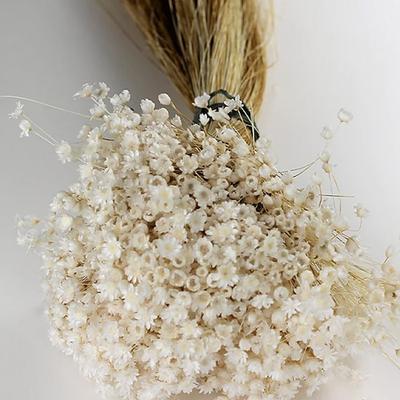 50 Stiele Sternblumenblüte in weiß, Trockenblumen, Hochzeitsdeko, Wohndeko, Trockenblumen, Blumenarrangements, Hochzeitsblumen