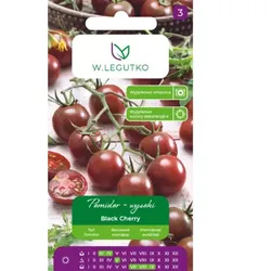Hochgewachsene Freilandtomate Black Cherry – kirschartige Früchte, purpurbraun