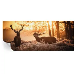 FOTOTAPETE 250x104 cm - Rehe am Morgen