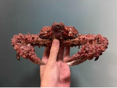 Inspire Select Real Crab Specimen Display Handcrafted Preserved Crab Ornament For Collectors & Unique Home Decor without Cover 2
