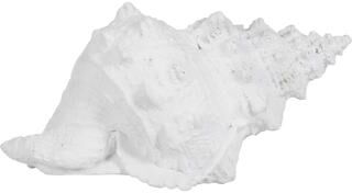 "Sagebrook Home Coastal Charm 9"" Polyresin White Conch Shell Figurine - 10"" x 5"" x 5"""