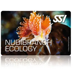 Nudibranch Ecology - SSI Specialty - Online Tauchkurs